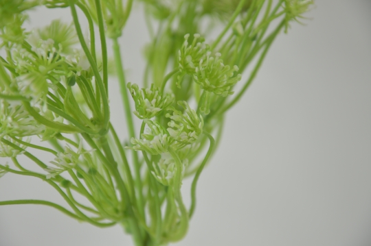 Miniatura: Trachelium pik