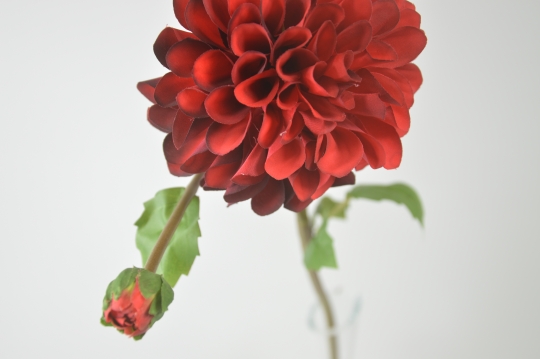 Miniatura: dalia mix kolorów