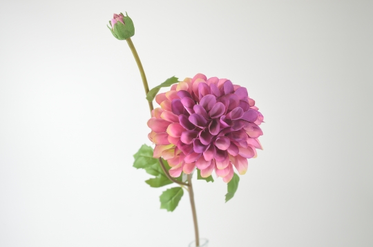 Miniatura: dalia mix kolorów