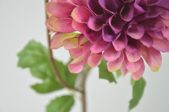 Miniatura: dalia mix kolorów