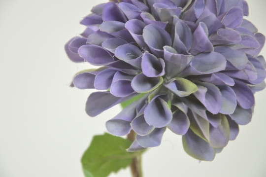 Miniatura: dalia mix kolorów