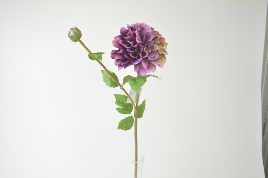 Miniatura: dalia mix kolorów