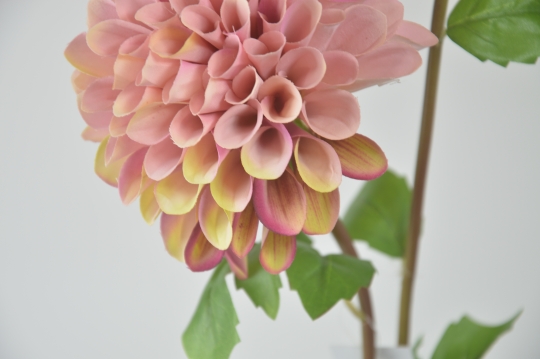 Miniatura: dalia mix kolorów