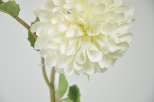 Miniatura: dalia mix kolorów