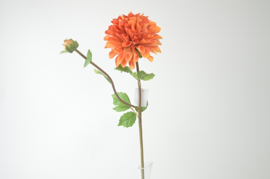 Miniatura: dalia mix kolorów