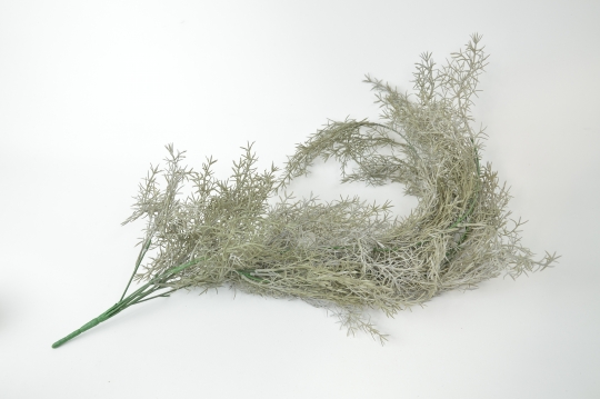 Miniatura: Asparagus długi