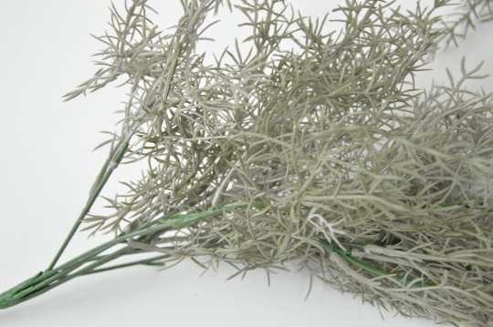 Miniatura: Asparagus długi