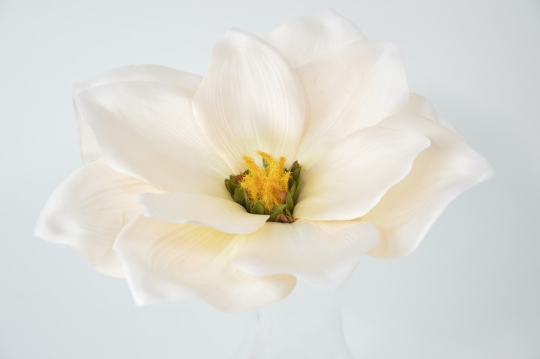 Miniatura: Magnolia mix 9 kolorów