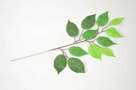 Miniatura: Liść Benjamina