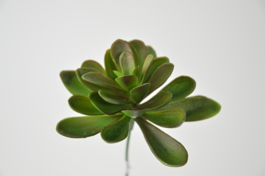 Miniatura: Sukulenty