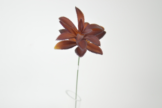 Miniatura: Sukulenty