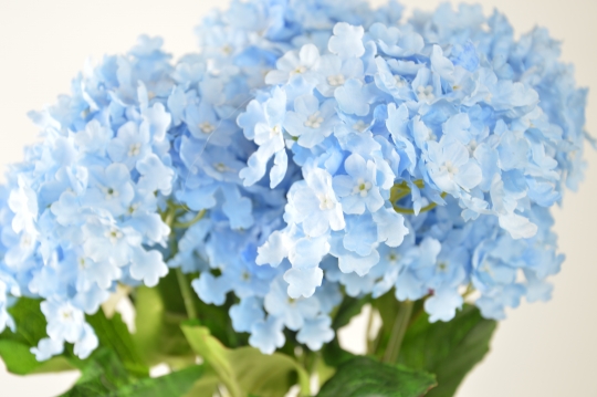 Miniatura: Bukiet kwiatów niezapominajka biala i niebieska