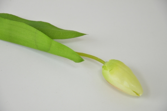 Miniatura: Tulipan mix 7 kolorów