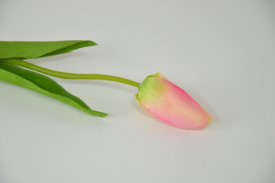 Miniatura: Tulipan mix 7 kolorów