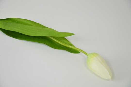 Miniatura: Tulipan mix 7 kolorów