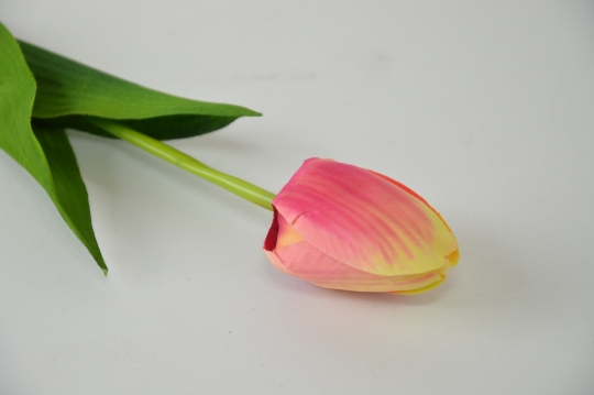 Miniatura: Tulipan pojedyńczy mix 6 kolorów