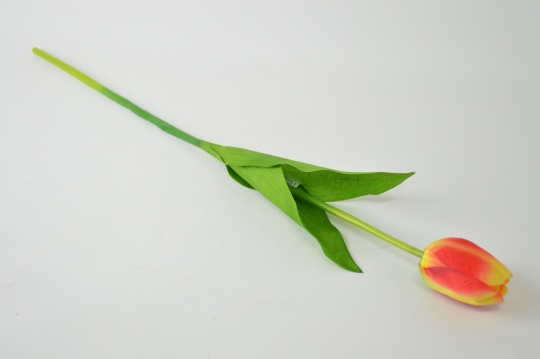 Miniatura: Tulipan pojedyńczy mix 6 kolorów