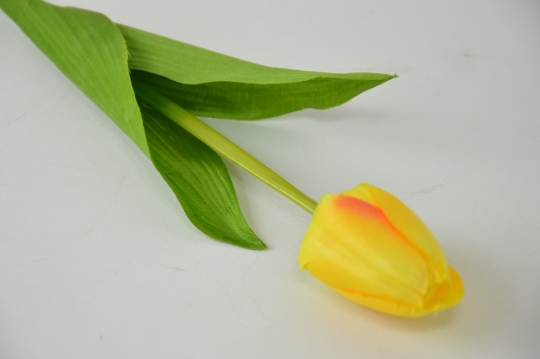 Miniatura: Tulipan pojedyńczy mix 6 kolorów