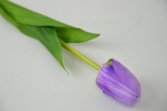 Miniatura: Tulipan pojedyńczy mix 6 kolorów