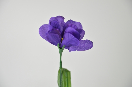 Miniatura: Irys Wazonowy