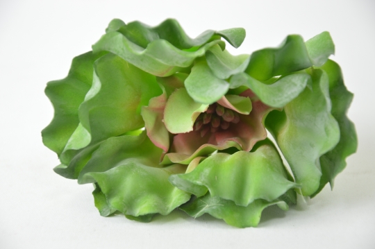 Miniatura: Sukulent
