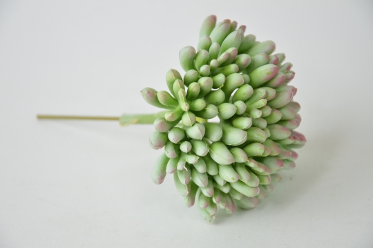 Miniatura: Sukulent