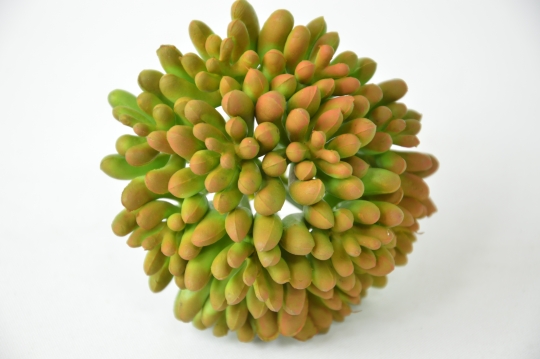 Miniatura: Sukulent
