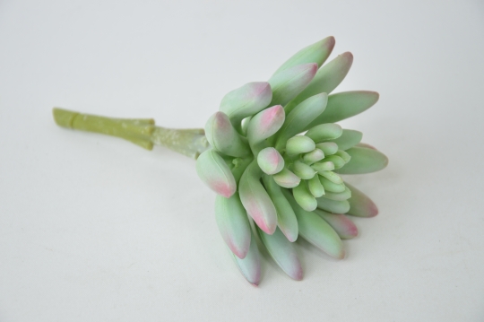 Miniatura: Sukulent