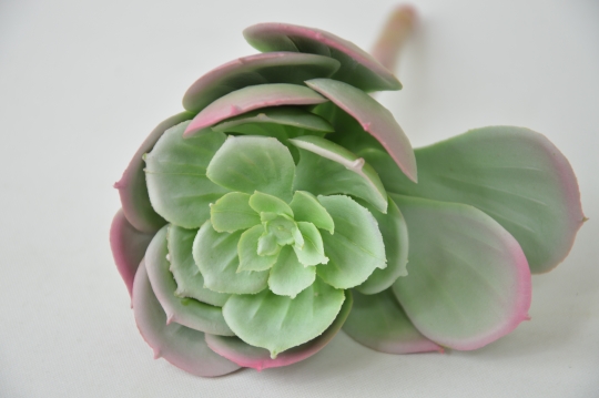 Miniatura: Sukulent