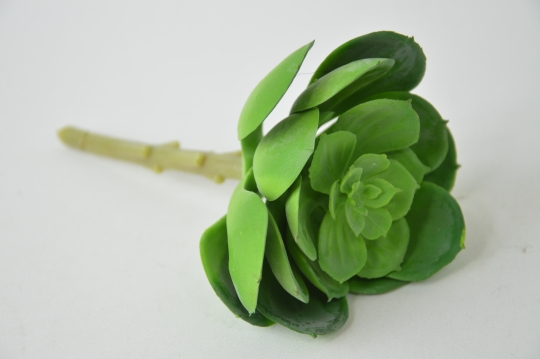 Miniatura: Sukulent