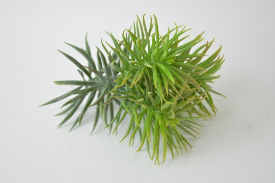 Miniatura: Sukulent
