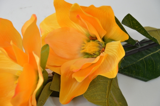 Miniatura: Magnolia