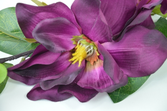 Miniatura: Magnolia