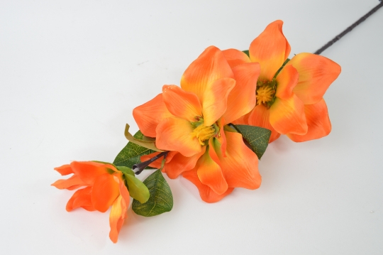 Miniatura: Magnolia
