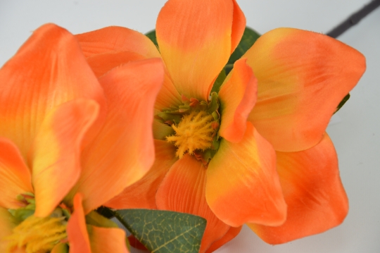 Miniatura: Magnolia