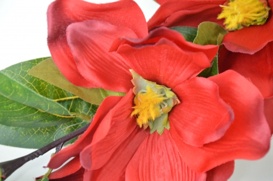Miniatura: Magnolia