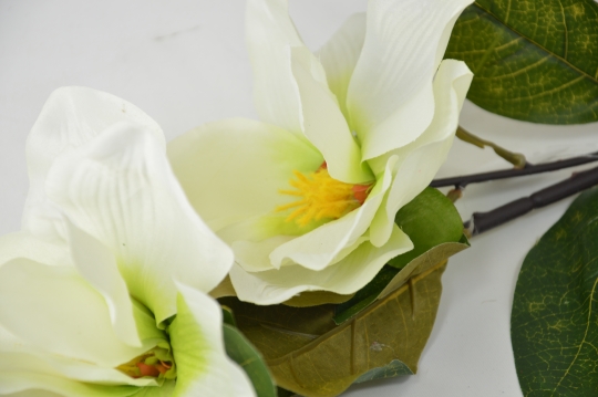 Miniatura: Magnolia