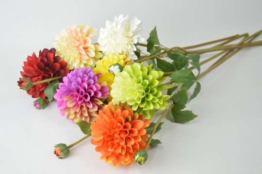 Miniatura: Dalia mix kolorów