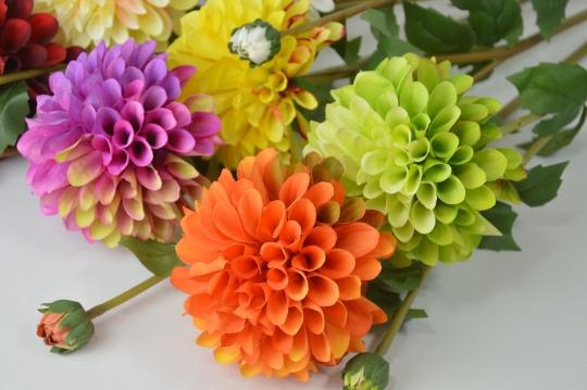 Miniatura: Dalia mix kolorów