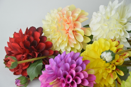 Miniatura: Dalia mix kolorów