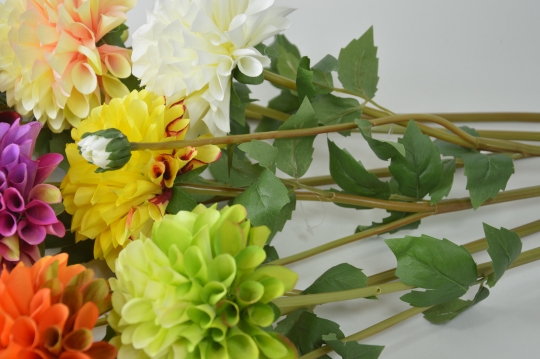 Miniatura: Dalia mix kolorów