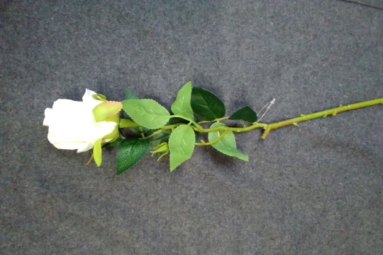 Miniatura: Róża kremowa