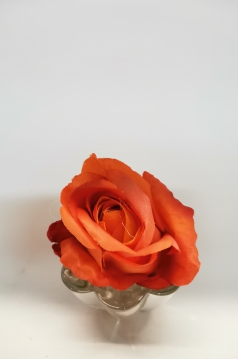 Miniatura: Róża wyrobwa ruda jasna i ciemna