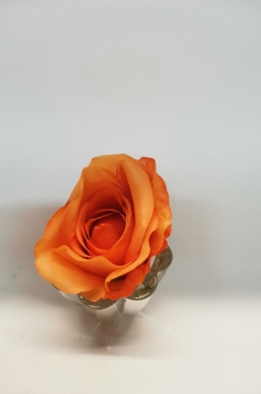 Miniatura: Róża wyrobwa ruda jasna i ciemna