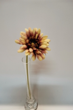 Miniatura: Gerbera wazonów mix