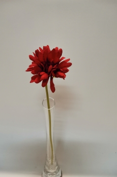 Miniatura: Gerbera wazonów mix