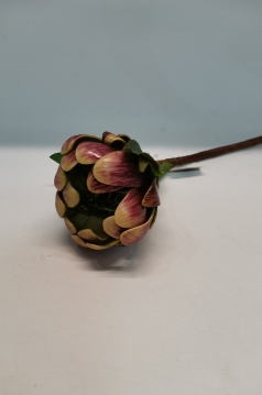 Miniatura: Protea bordowa i zielona sztywna 