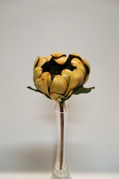 Miniatura: Protea bordowa i zielona sztywna 