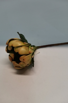 Miniatura: Protea bordowa i zielona sztywna 