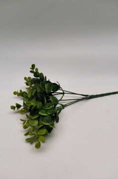 Miniatura: Bukszpan pęczek
